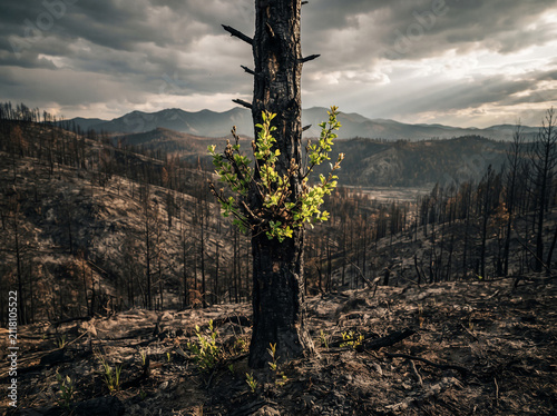 New green leaf growing on a burnt tree trunk representing hope and nature resilience