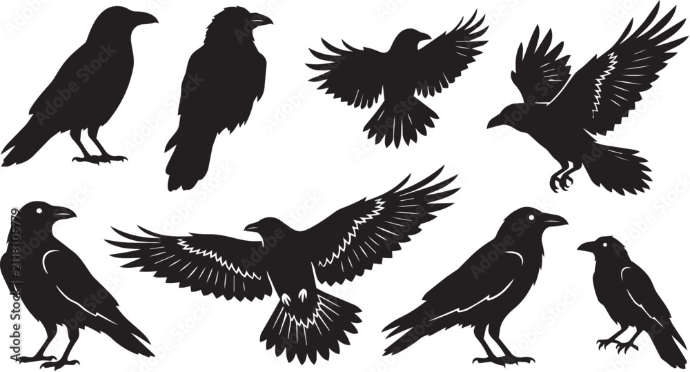 Obraz premium Six detailed raven silhouettes in various poses including flying and perched, isolated on a clean white background