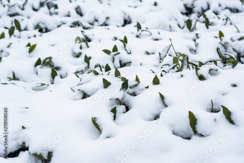 Konstfotografi Green plant foliage partially buried under fresh white snow in a natural outdoor winter setting