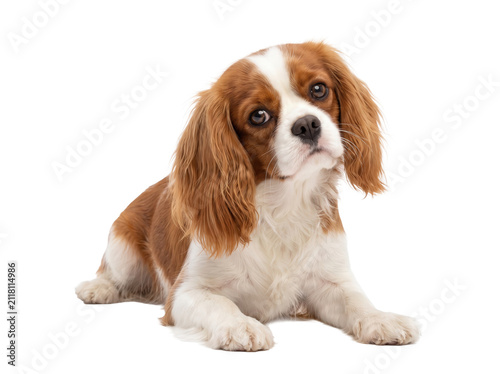 Cavalier King Charles Spaniel Puppy Portrait Sitting and Looking with Expressive Eyes Isolated on Black for Pet Care and Veterinary Advertising