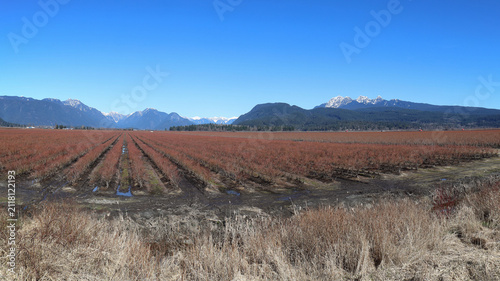 Spring panorama of blueberry farms in British Columbia