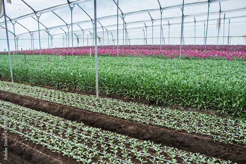 Fotografie Young flower seedlings and mature flowering crops growing side by side inside a modern commercial greenhouse