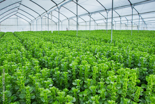 Wide view of healthy green chrysanthemum plants growing inside a modern commercial greenhouse. Flower crops cultivated under controlled conditions for premium cut flower production, showcasing profess