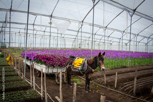 Фотография Working donkey pulling a cart loaded with freshly harvested stock flowers inside a commercial greenhouse