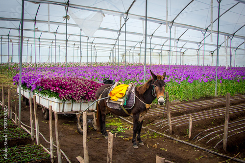 Фотография Working donkey pulling a cart loaded with freshly harvested stock flowers inside a commercial greenhouse