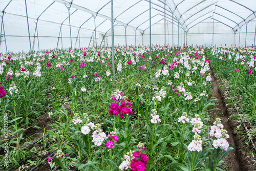 Fotografie Pink and white stock flowers growing in a commercial greenhouse under controlled conditions