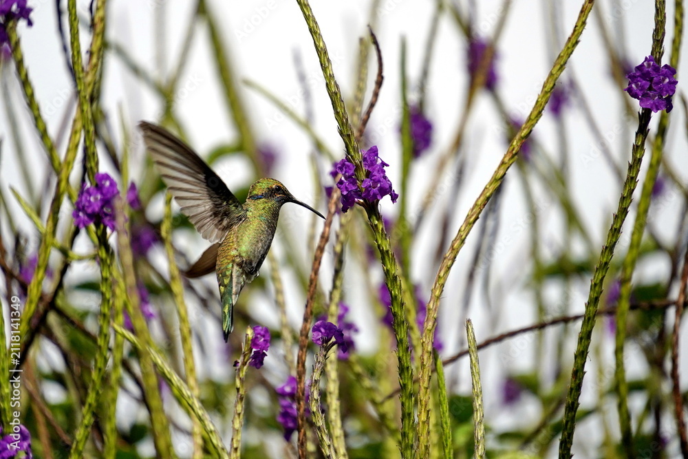 Fototapeta premium Sparkling violetear (Colibri coruscans) hummingbird in flight, feeding from a porterweed plant, in Cotacachi, Ecuador
