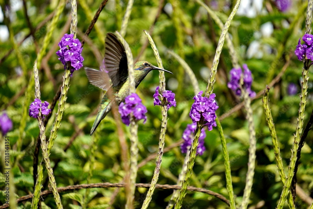 Fototapeta premium Sparkling violetear (Colibri coruscans) hummingbird in flight, feeding from a porterweed plant, in Cotacachi, Ecuador