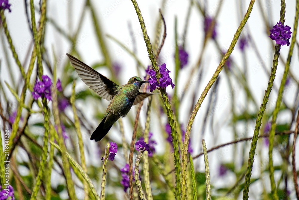 Fototapeta premium Sparkling violetear (Colibri coruscans) hummingbird in flight, feeding from a porterweed plant, in Cotacachi, Ecuador
