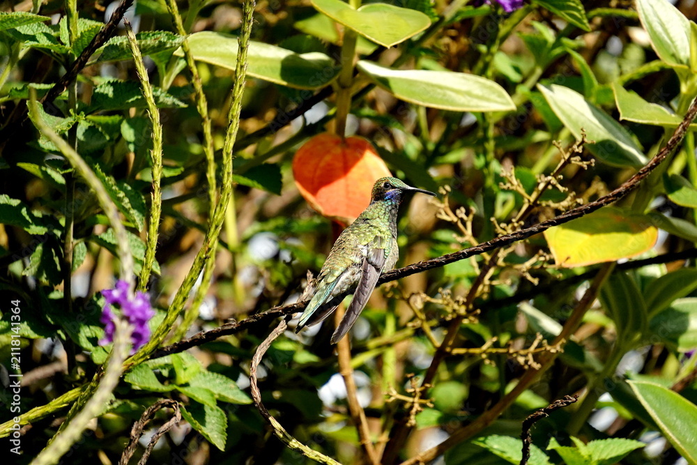 Fototapeta premium Sparkling violetear (Colibri coruscans) hummingbird perched in the flowers in Cotacachi, Ecuador