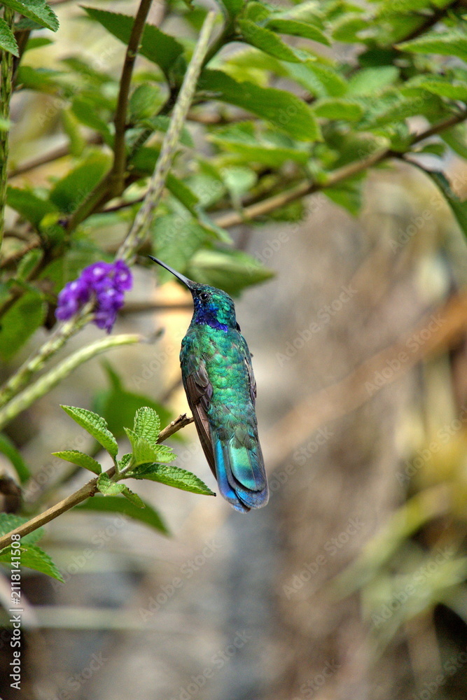 Fototapeta premium Sparkling violetear (Colibri coruscans) hummingbird perched in a porterweed plant, in Cotacachi, Ecuador