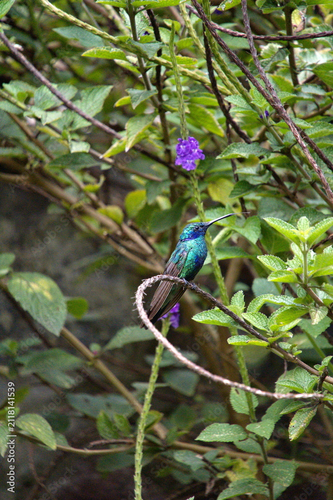 Fototapeta premium Sparkling violetear (Colibri coruscans) hummingbird perched in a porterweed plant, in Cotacachi, Ecuador