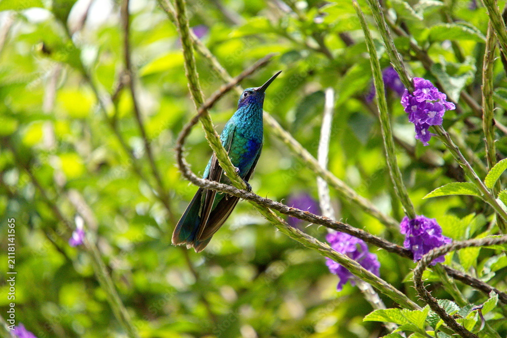Fototapeta premium Sparkling violetear (Colibri coruscans) hummingbird perched in a porterweed plant, in Cotacachi, Ecuador