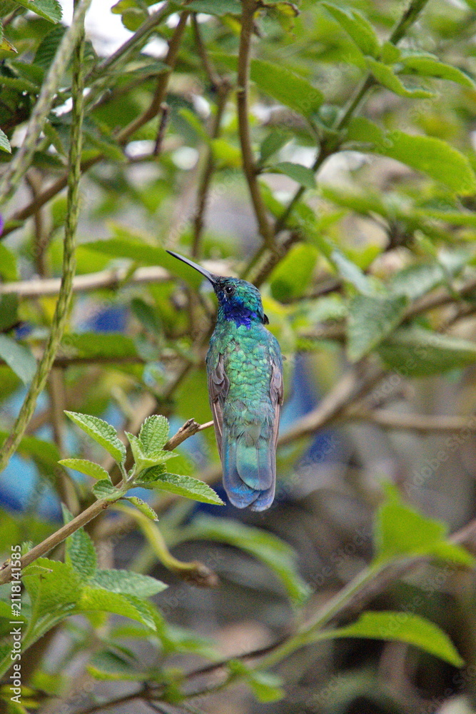 Fototapeta premium Sparkling violetear (Colibri coruscans) hummingbird perched in a porterweed plant, in Cotacachi, Ecuador