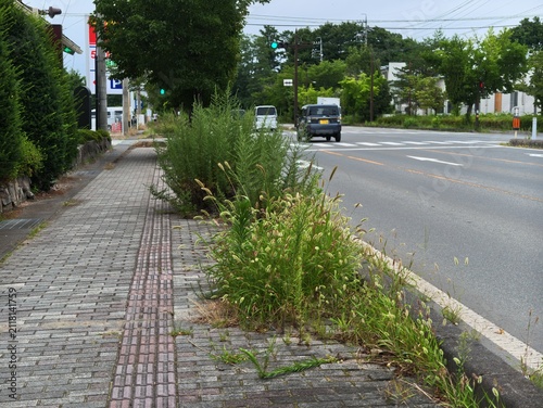 Photography Overgrown weeds invade a cracked sidewalk beside a quiet street