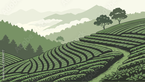 Obraz na plátně Mist covered terraced tea plantation mountainside landscape with plantation