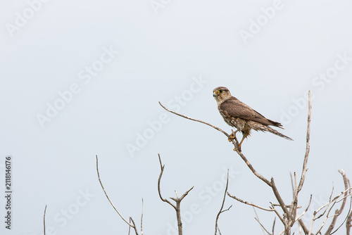 Foto A Merlin, a type of small falcon, perched atop a small branch on a dead tree