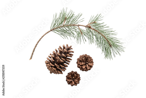 Obraz na płótnie Natural pine branch with three brown pinecones