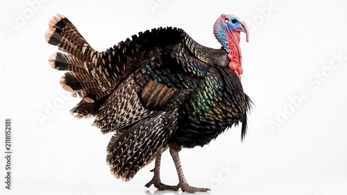 Wild turkey bird standing and flapping wings on white background in cinematic profile shot for thanksgiving marketing