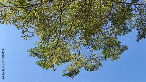 green leaves against blue sky