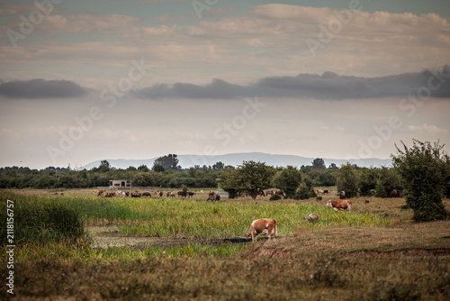 Foto Cows graze across a wet pasture near reeds and shallow water in Zasavica, Vojvodina, Serbia, with a larger herd, trees, distant hills and layered clouds across the rural landscape