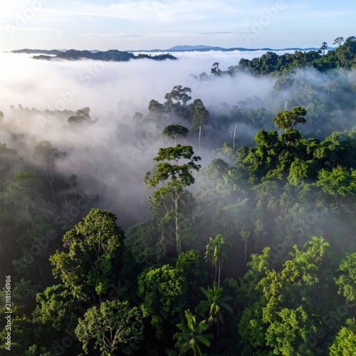 Aerial view of dense green rainforest in fog.