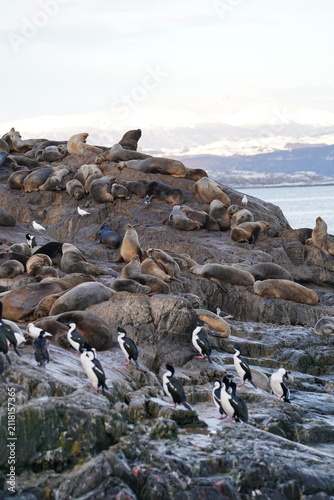 Canvas Print Vertical shot of sea lion colony and imperial cormorants crowded on island in Be