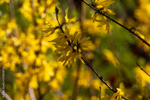 Photography Forsythia bush blooming with vibrant yellow spring flowers
