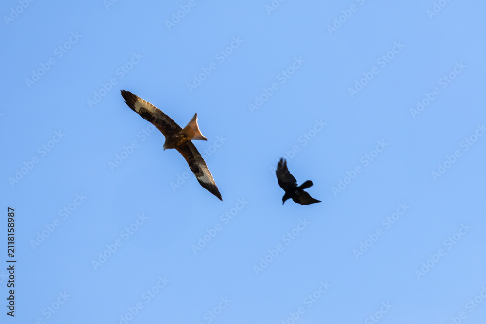 Fototapeta premium Red kite bird and crow flying in clear blue sky