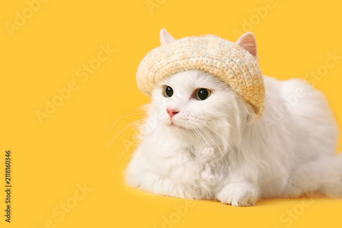 Cute white cat in funny hat...