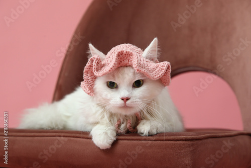 Cute white cat in funny hat...