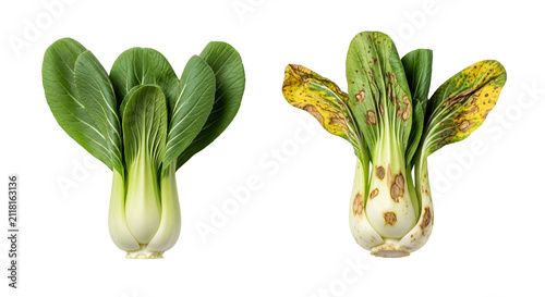 Fresh Bokchoy Heads For Crisp Green Crunch.