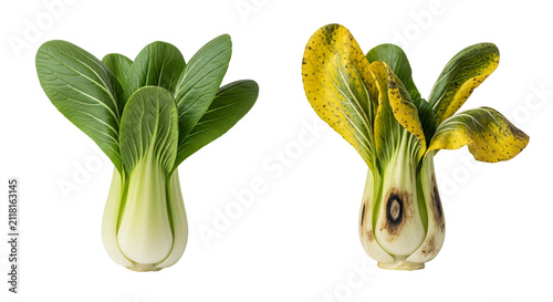 Fresh bok choy heads isolated on white background.