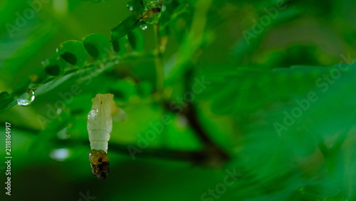 Cuadro en lienzo Insect pupa hanging on green leaves in the rainforest