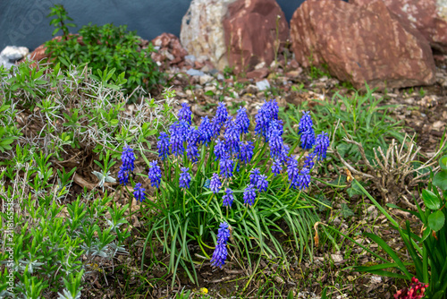 Fotografie Blue grape hyacinth muscari armeniacum blooming in garden