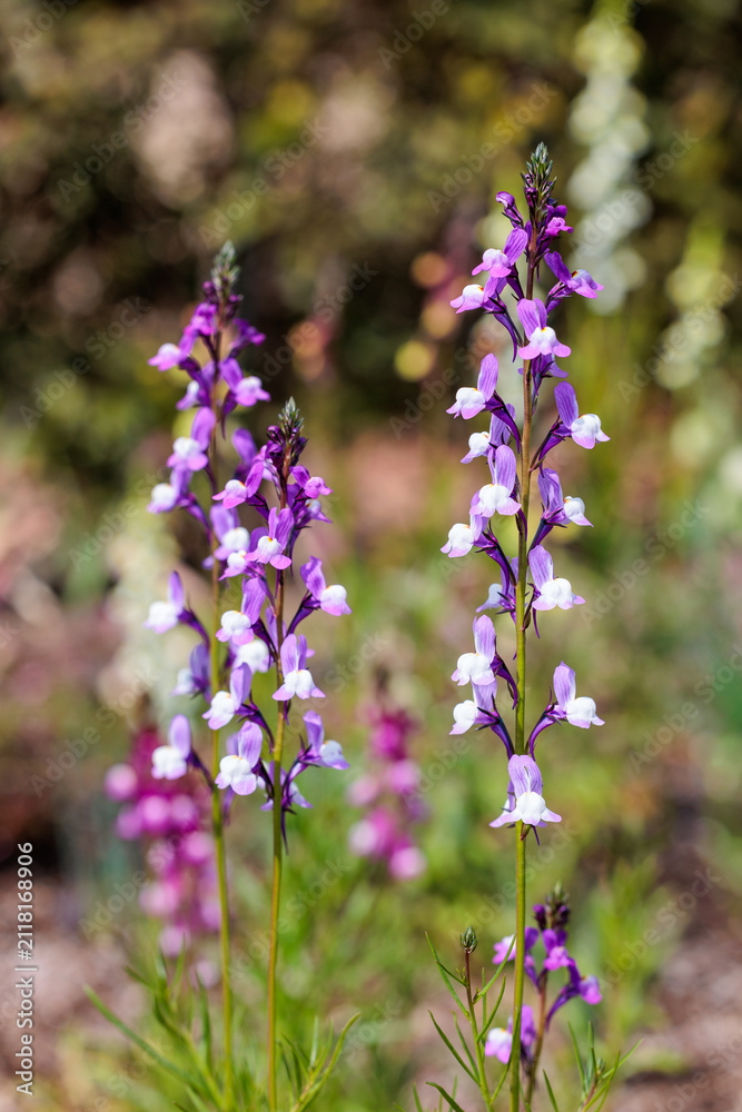 Obraz premium The beautiful flowers of Linaria triornisophora blooming in the garden.