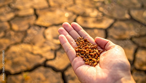 Seed of Hope in Arid Land: A close-up of a hand cupping a handful of wheat seeds against a backdrop of cracked, dry earth, symbolizing scarcity, resilience, and the hope for future growth.