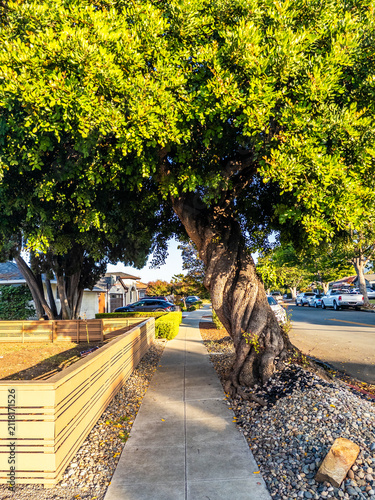 Quiet residential street with lush gardens in a typical Silicon Valley neighborhood
