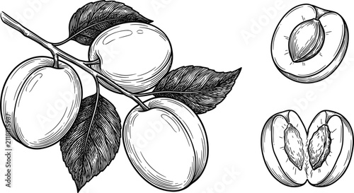 Fresh plum branch with whole fruits leaves and sliced halves hand drawn engraving sketch vector illustration isolated on white background