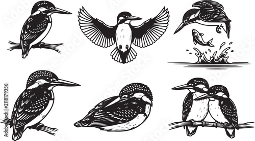 Canvas Print Kingfisher birds in various poses during fishing and resting on branches