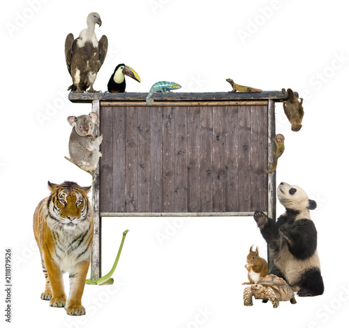 Photography Collage of various wild animals in their natural habitats with wildlife oranguta