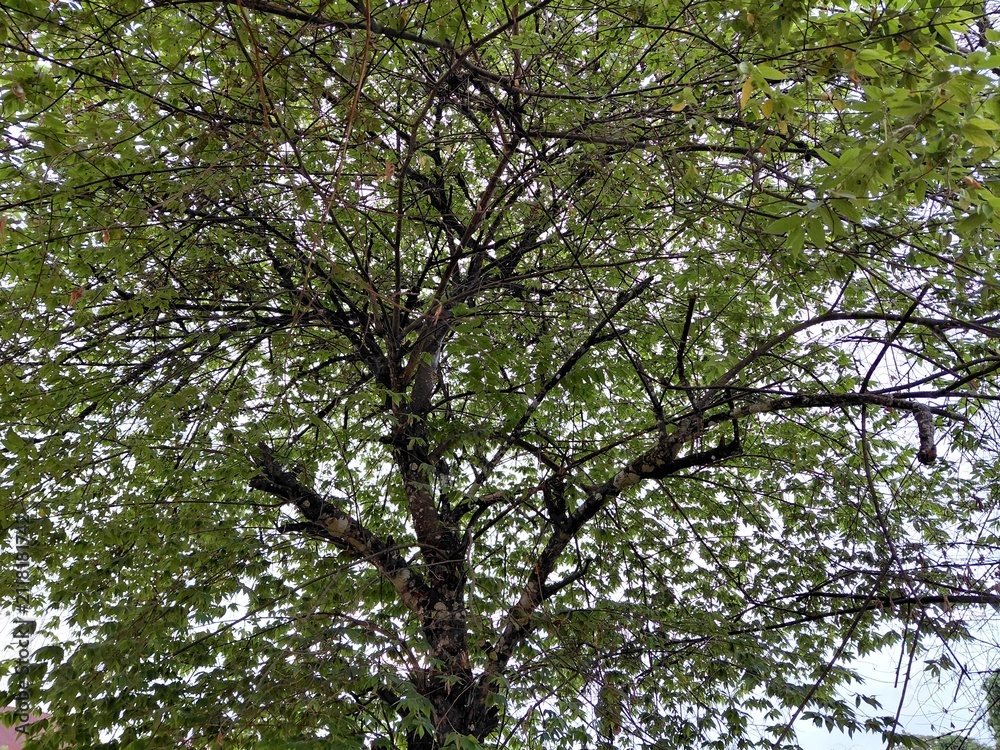 Fototapeta premium oak tree branches