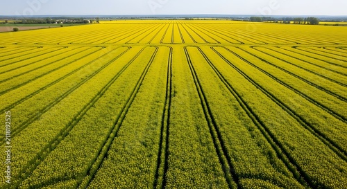 Angle drone shot of a bright yellow canola field with repetitive tractor tramlines creating geometric patterns across the rural farmland