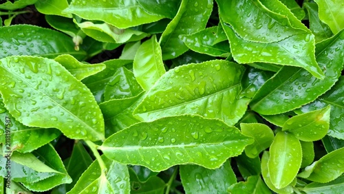close-up of fresh green tea leaves with water droplets after rainfall. Natural foliage background representing freshness, growth, agriculture, and environmental sustainability.