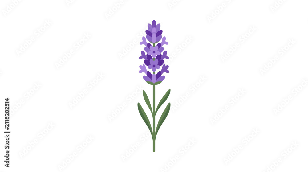 Fototapeta premium Minimalist flat vector illustration of a single lavender flower