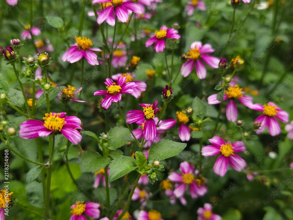 Obraz premium Vibrant pink daisy-like flowers with yellow centers blooming in a lush green garden during daytime.