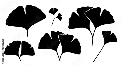 Black Ginkgo Biloba Leaf Silhouettes Isolated on White Background for Botanical Projects