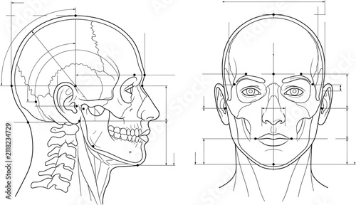 Fotografía Anatomical vector line illustration of human head facial proportions with measur
