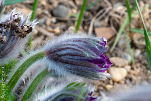 Purple Pasque flowers Pulsatilla vulgaris blooming in spring garden