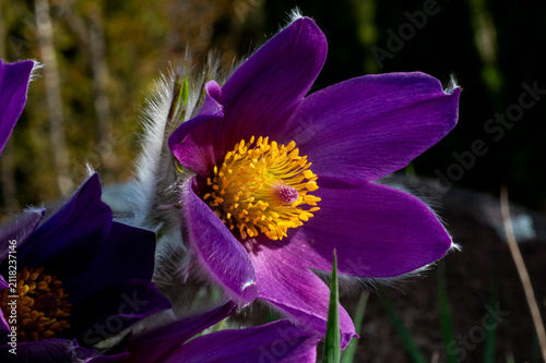 Purple Pasque flowers Pulsatilla vulgaris blooming in spring garden